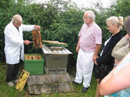 Schulung Am Bienenvolk